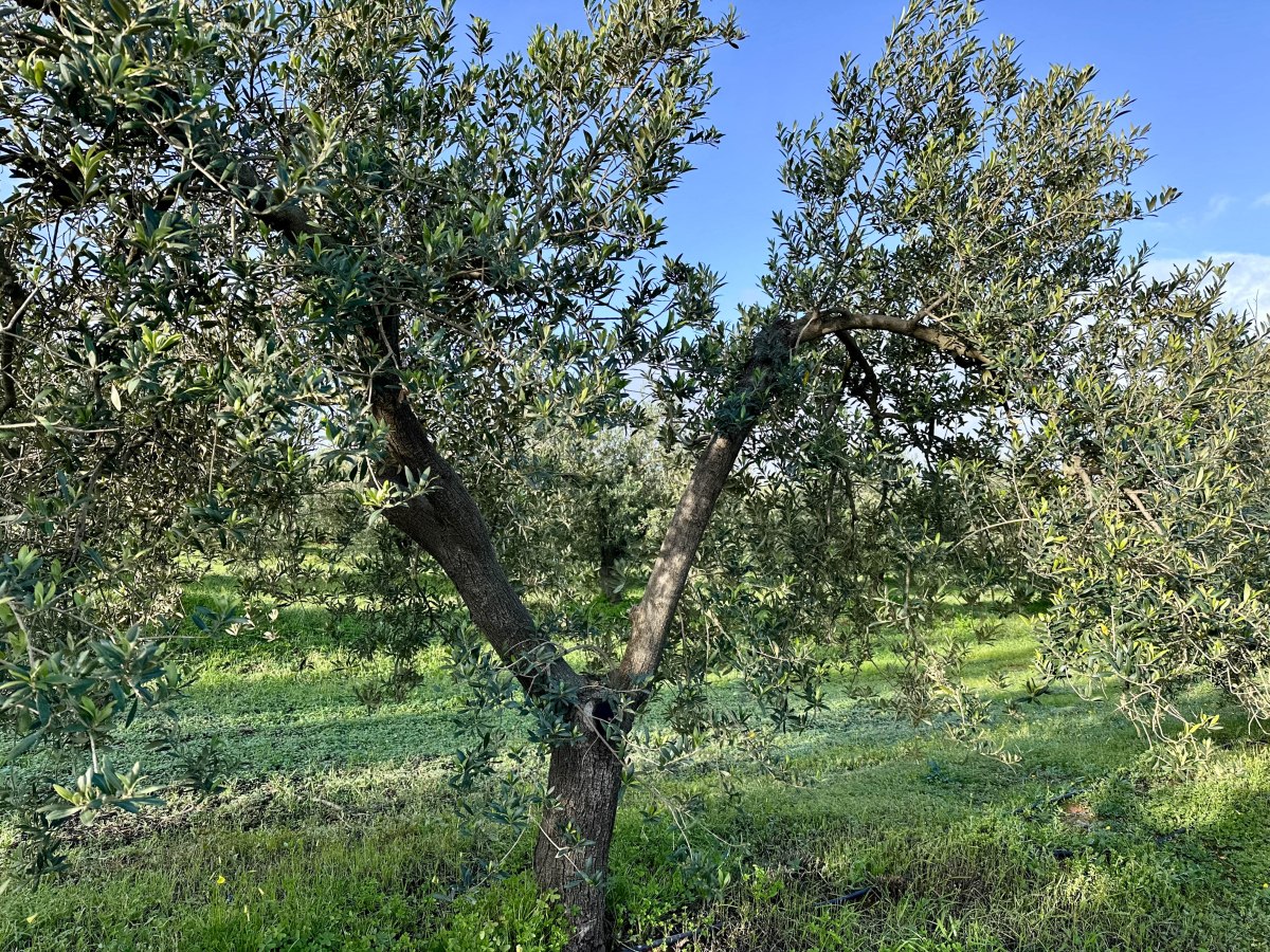 Zo herken je kwalitatieve olijfolie
